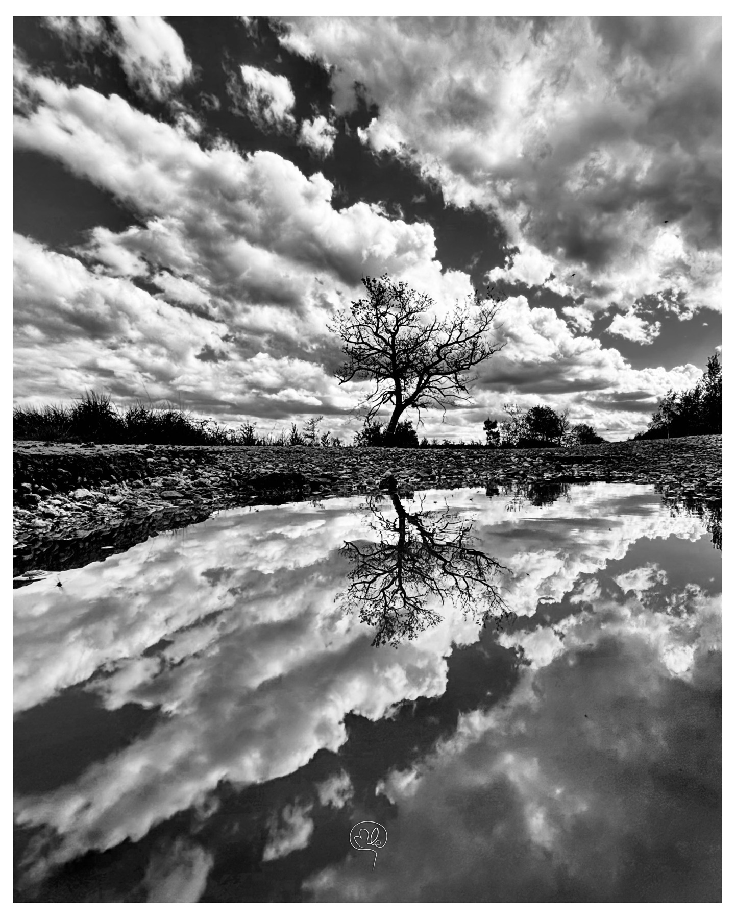 Arbre solitaire et ciel nuageux se reflétant dans une étendue d'eau