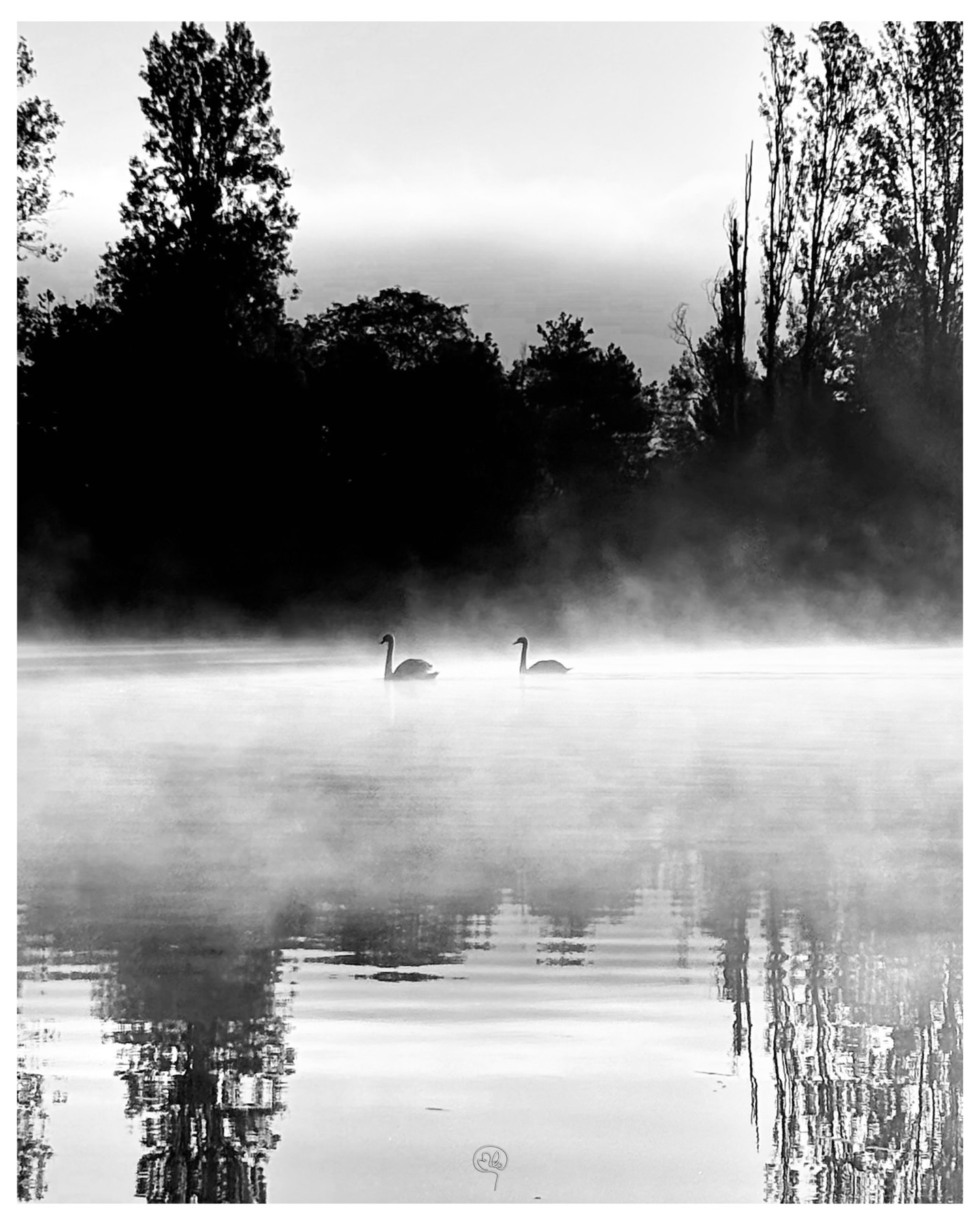 Deux cygnes glissant sur un lac couvert de brume